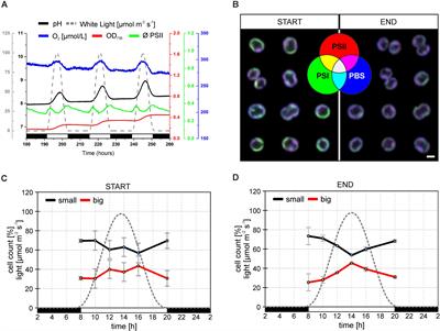 Plasticity of Cyanobacterial Thylakoid Microdomains Under Variable Light Conditions